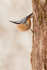 Sitta europaea (Linnaeus, 1758)