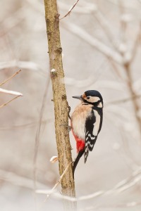 Dendrocopos major (Linnaeus, 1758)