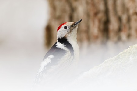 Dendrocoptes medius (Linnaeus, 1758)