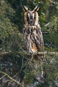 Asio otus (Linnaeus, 1758)
