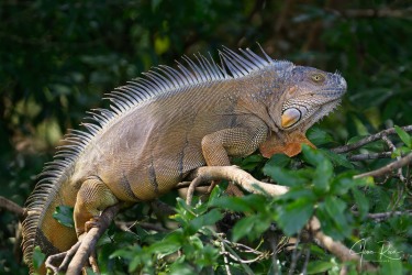 Iguana iguana (Linnaeus, 1758)