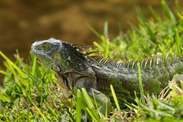 Iguana iguana (Linnaeus, 1758)