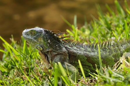 Iguana iguana (Linnaeus, 1758)