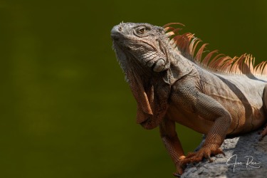 Iguana iguana (Linnaeus, 1758)
