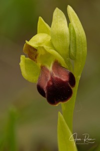 Ophrys funerea Viv., Fl. Cors. Prodr. 15 (1824)