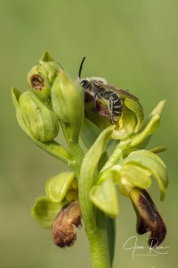 Ophrys funerea Viv., Fl. Cors. Prodr. 15 (1824)