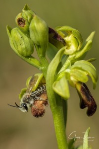 Ophrys funerea Viv., Fl. Cors. Prodr. 15 (1824)