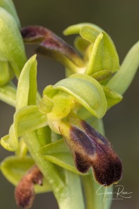 Ophrys funerea Viv., Fl. Cors. Prodr. 15 (1824)