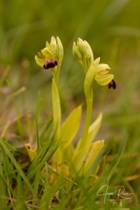 Ophrys funerea Viv., Fl. Cors. Prodr. 15 (1824)