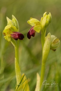 Ophrys funerea Viv., Fl. Cors. Prodr. 15 (1824)