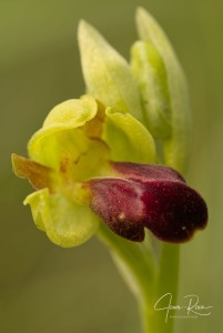 Ophrys funerea Viv., Fl. Cors. Prodr. 15 (1824)