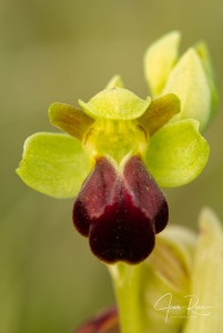 Ophrys funerea Viv., Fl. Cors. Prodr. 15 (1824)
