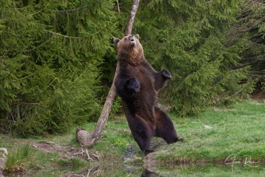 Ursus arctos arctos (Linnaeus, 1758)