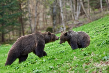 Ursus arctos arctos (Linnaeus, 1758)