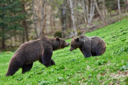 Ursus arctos arctos (Linnaeus, 1758)