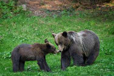 Ursus arctos arctos (Linnaeus, 1758)