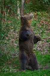 Ursus arctos arctos (Linnaeus, 1758)