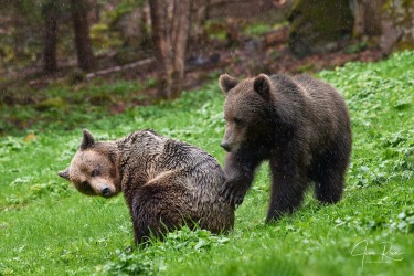 Ursus arctos arctos (Linnaeus, 1758)