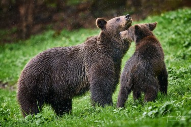 Ursus arctos arctos (Linnaeus, 1758)
