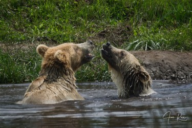 Ursus arctos horribilis (Ord, 1815)