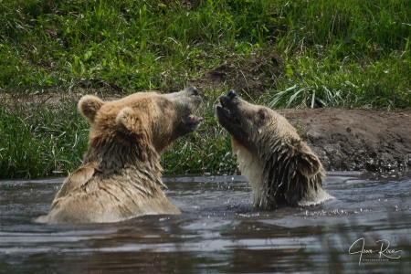 Ursus arctos horribilis (Ord, 1815)