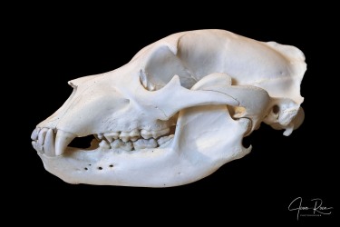 Ursus arctos horribilis (Ord, 1815)