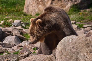 Ursus arctos horribilis (Ord, 1815)