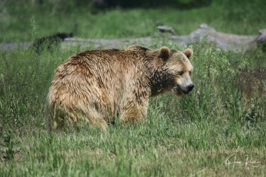 Ursus arctos horribilis (Ord, 1815) - Kodiak bear