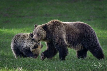 Ursus arctos horribilis (Ord, 1815)