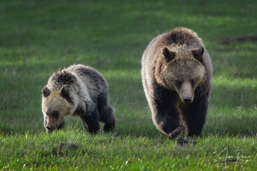 Ursus arctos horribilis (Ord, 1815)