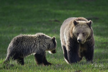 Ursus arctos horribilis (Ord, 1815)