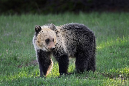 Ursus arctos horribilis (Ord, 1815)