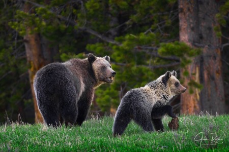 Ursus arctos horribilis (Ord, 1815)