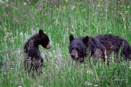 Ursus americanus (Pallas, 1780)