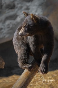 Ursus americanus (Pallas, 1780)