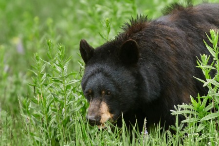 Ursus americanus (Pallas, 1780)