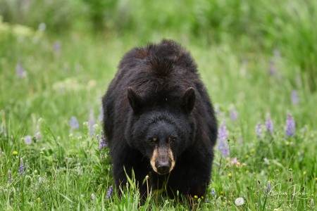 Ursus americanus (Pallas, 1780)