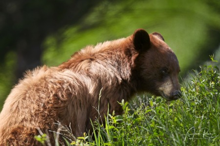 Ursus americanus cinnamomum (Audubon and Bachman, 1854)