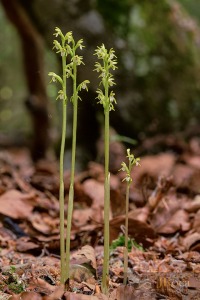 Corallorhiza trifida Châtelain 1760