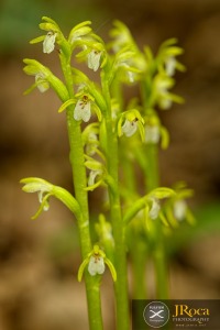 Corallorhiza trifida Châtelain 1760