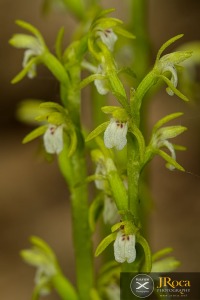Corallorhiza trifida Châtelain 1760