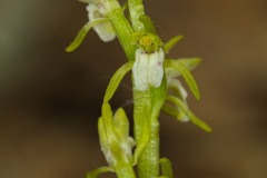Corallorhiza trifida