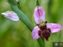 Ophrys almaracensis
