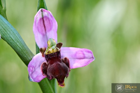 Ophrys apifera f. fulvofusca (M.P.Grasso & Scrugli) P.Delforge