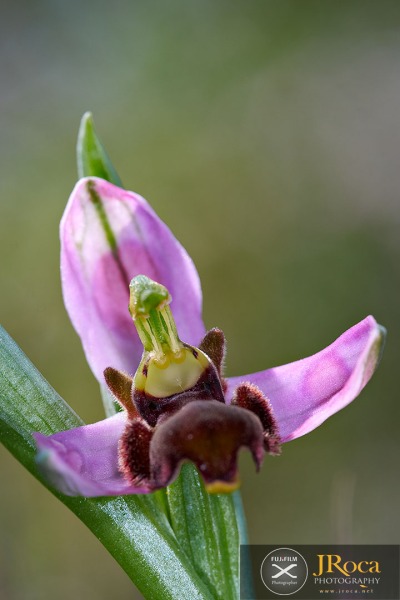Ophrys apifera f. fulvofusca (M.P.Grasso & Scrugli) P.Delforge