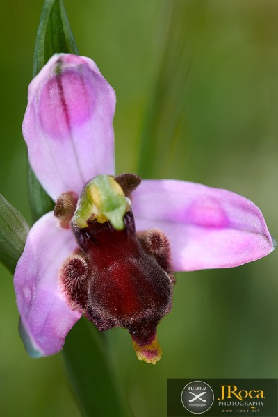 Ophrys apifera f. fulvofusca (M.P.Grasso & Scrugli) P.Delforge