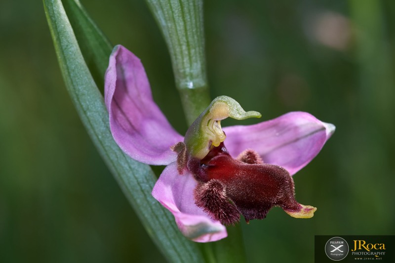 Ophrys apifera f. fulvofusca (M.P.Grasso & Scrugli) P.Delforge