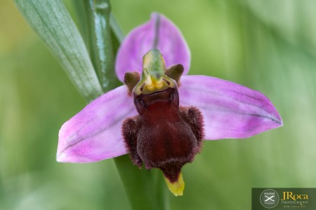 Ophrys apifera f. fulvofusca (M.P.Grasso & Scrugli) P.Delforge