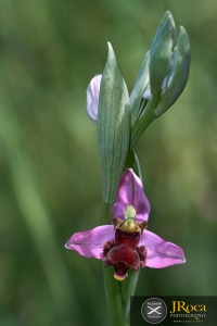 Ophrys apifera f. fulvofusca (M.P.Grasso & Scrugli) P.Delforge