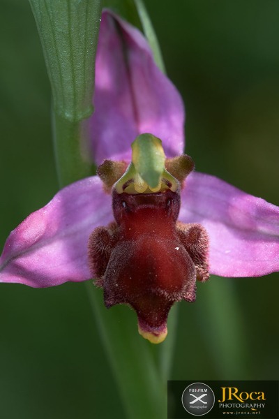 Ophrys apifera f. fulvofusca (M.P.Grasso & Scrugli) P.Delforge